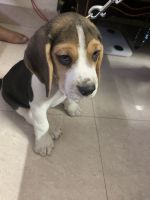 Bagel Hound  Puppies for sale in Delhi, India. price: 15000 INR