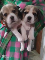 Bagel Hound  Puppies for sale in Madhapur, Telangana, India. price: 25000 INR