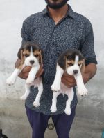 Bagel Hound  Puppies for sale in Faridabad, Haryana, India. price: 11000 INR
