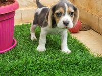 Bagel Hound  Puppies for sale in Electronic City, Bengaluru, Karnataka, India. price: 20000 INR