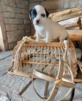 Bagel Hound  Puppies for sale in Ellerbe, NC 28338, USA. price: NA