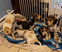 Bagel Hound  Puppies for sale in Juneau, WI 53039, USA. price: NA