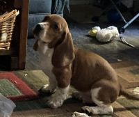 Bagel Hound  Puppies for sale in Charlotte, NC 28227, USA. price: NA