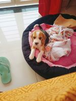 Bagel Hound  Puppies for sale in Junnar, Maharashtra 410502, India. price: 10000 INR