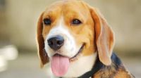 Bagel Hound  Puppies for sale in Ambala, Haryana, India. price: 5000 INR