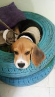 Bagel Hound  Puppies for sale in Bavdhan, Pune, Maharashtra, India. price: 15 INR