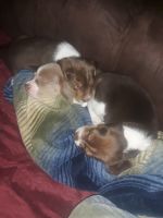 Bagel Hound  Puppies for sale in Erie, PA 16506, USA. price: $300
