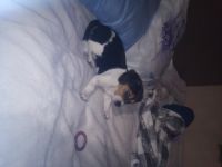 Bagel Hound  Puppies for sale in Lawndale, California. price: $1,500