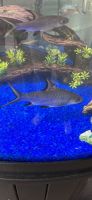 Bala Shark Fishes for sale in Lexington, KY 40509, USA. price: NA
