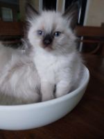 Balinese Cats for sale in Canton, GA, USA. price: NA