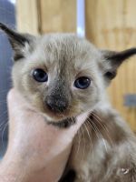 Balinese Cats for sale in Newell, IA 50568, USA. price: NA