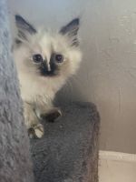 Balinese Cats for sale in Shrewsbury, MA 01545, USA. price: NA