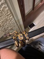 Ball Python Reptiles for sale in Piedmont, OK 73078, USA. price: NA