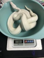 Ball Python Reptiles for sale in St. Augustine, FL, USA. price: NA