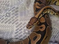 Ball Python Reptiles for sale in Tooele, UT 84074, USA. price: NA