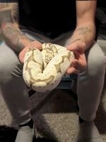 Ball Python Reptiles for sale in Texas City, TX, USA. price: NA