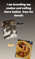 Ball Python Reptiles for sale in Las Cruces, NM, USA. price: NA