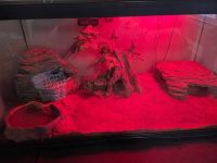 Ball Python Reptiles for sale in Cleveland, OH, USA. price: NA