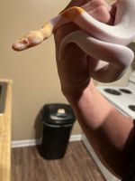 Ball Python Reptiles for sale in Laurinburg, NC 28352, USA. price: NA