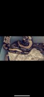 Ball Python Reptiles for sale in Bradenton, FL, USA. price: NA