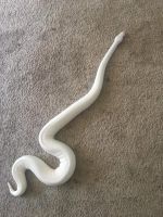 Ball Python Reptiles for sale in Toronto, ON, Canada. price: $400