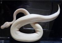 Ball Python Reptiles for sale in Toronto, ON, Canada. price: $300