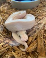 Ball Python Reptiles for sale in Toronto, ON, Canada. price: $150
