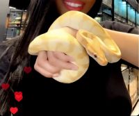 Ball Python Reptiles for sale in Lauderdale-By-The-Sea, FL, USA. price: NA