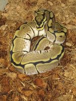 Ball Python Reptiles for sale in Fremont, OH 43420, USA. price: NA