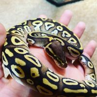 Ball Python Reptiles for sale in Kansas City, MO, USA. price: NA