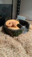 Ball Python Reptiles for sale in Parma, OH 44134, USA. price: NA