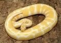 Ball Python Reptiles for sale in San Diego County, CA, USA. price: NA