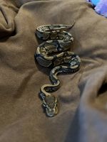Ball Python Reptiles for sale in Endicott, NY 13760, USA. price: NA