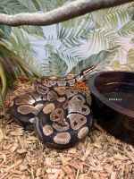 Ball Python Reptiles for sale in Crossville, TN, USA. price: NA