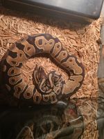 Ball Python Reptiles for sale in Chandler, AZ, USA. price: NA