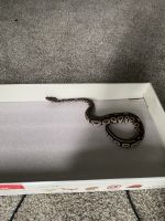 Ball Python Reptiles for sale in Virginia Beach, VA 23453, USA. price: NA