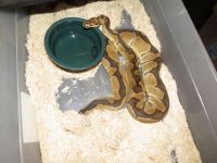 Ball Python Reptiles for sale in Sandy Ridge, PA 16677, USA. price: NA