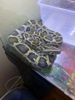 Ball Python Reptiles for sale in Baltimore, MD 21218, USA. price: NA