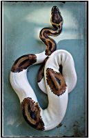 Ball Python Reptiles for sale in Lincoln, CA 95648, USA. price: NA