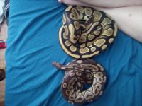 Ball Python Reptiles for sale in Lubbock, TX, USA. price: NA
