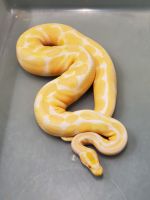 Ball Python Reptiles for sale in 165 Lakewood Dr, Jacksonville, NC 28546, USA. price: $400
