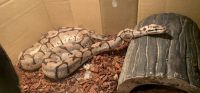 Ball Python Reptiles for sale in Tavares, FL 32778, USA. price: $300