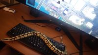 Ball Python Reptiles for sale in Duluth, GA, USA. price: $300