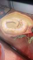 Ball Python Reptiles for sale in Parma, OH 44134, USA. price: NA