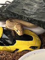 Ball Python Reptiles for sale in New York, NY, USA. price: $450