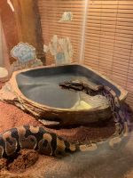 Ball Python Reptiles for sale in 99 N River Rd, Epping, NH 03042, USA. price: $150