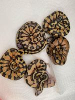 Ball Python Reptiles for sale in NEW PRT RCHY, FL 34653, USA. price: $100
