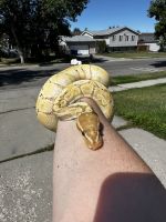 Ball Python Reptiles for sale in Bozeman, MT, USA. price: NA