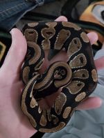 Ball Python Reptiles for sale in Green Bay, WI, USA. price: $20,000