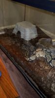 Ball Python Reptiles for sale in Goose Creek, SC, USA. price: $100